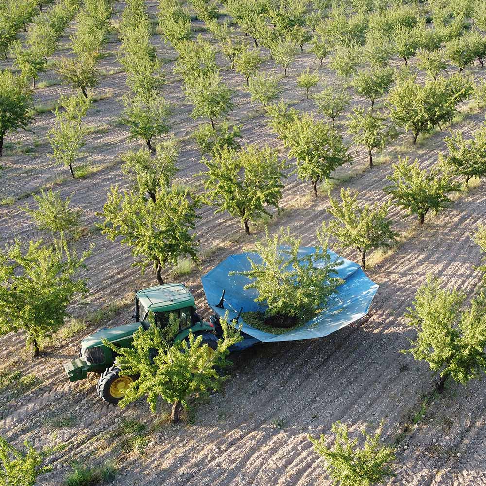 Foto de dron - cosecha de almendra
