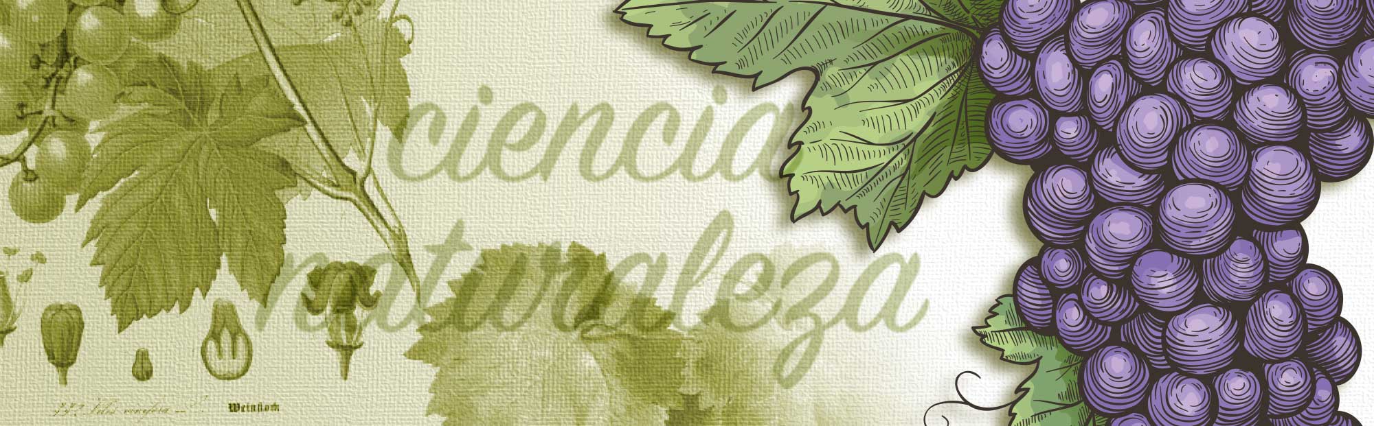 Estudios de botánica de uvas, Enocosmética